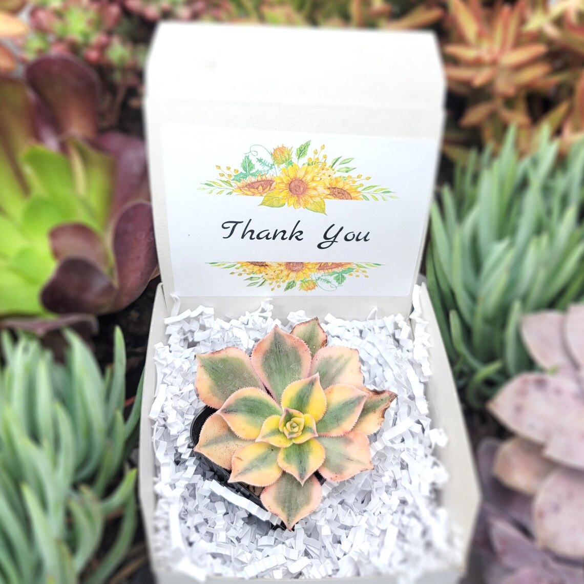 Thank You Sunflowers | Assorted Succulents | Wedding | Baby Shower Succulent Favor | Gifts | Self Care | Luxury | Corporate | Unique | Birthday | Party Favor | Succulent Gift