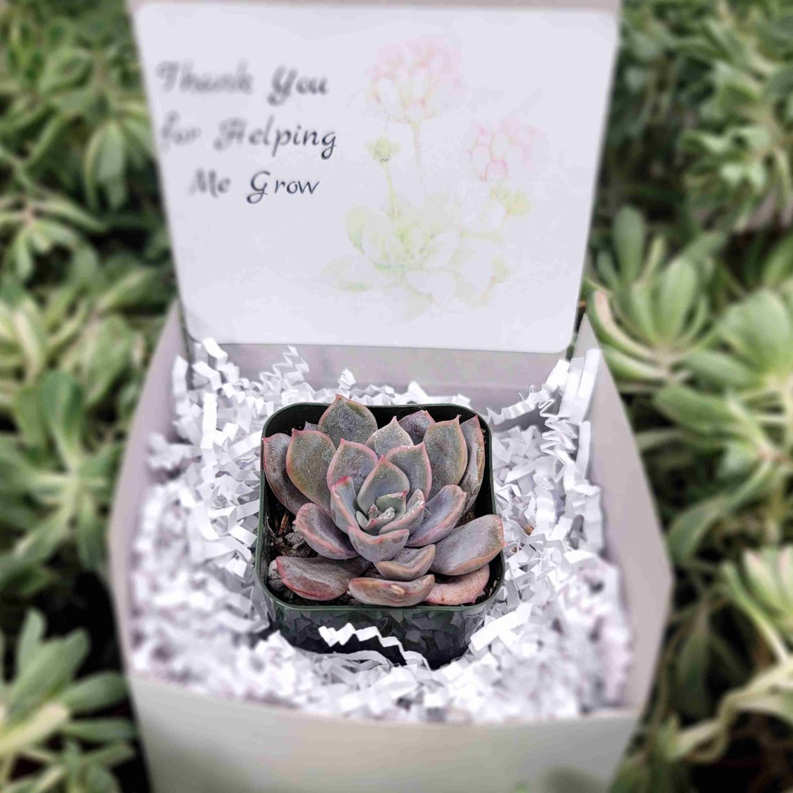 Thank You for Helping Me Grow Succulents | Assorted Succulents | Wedding | Baby Shower Succulent Favor | Gifts | Self Care | Luxury | Corporate | Unique | Birthday | Party Favor | Succulent Gift