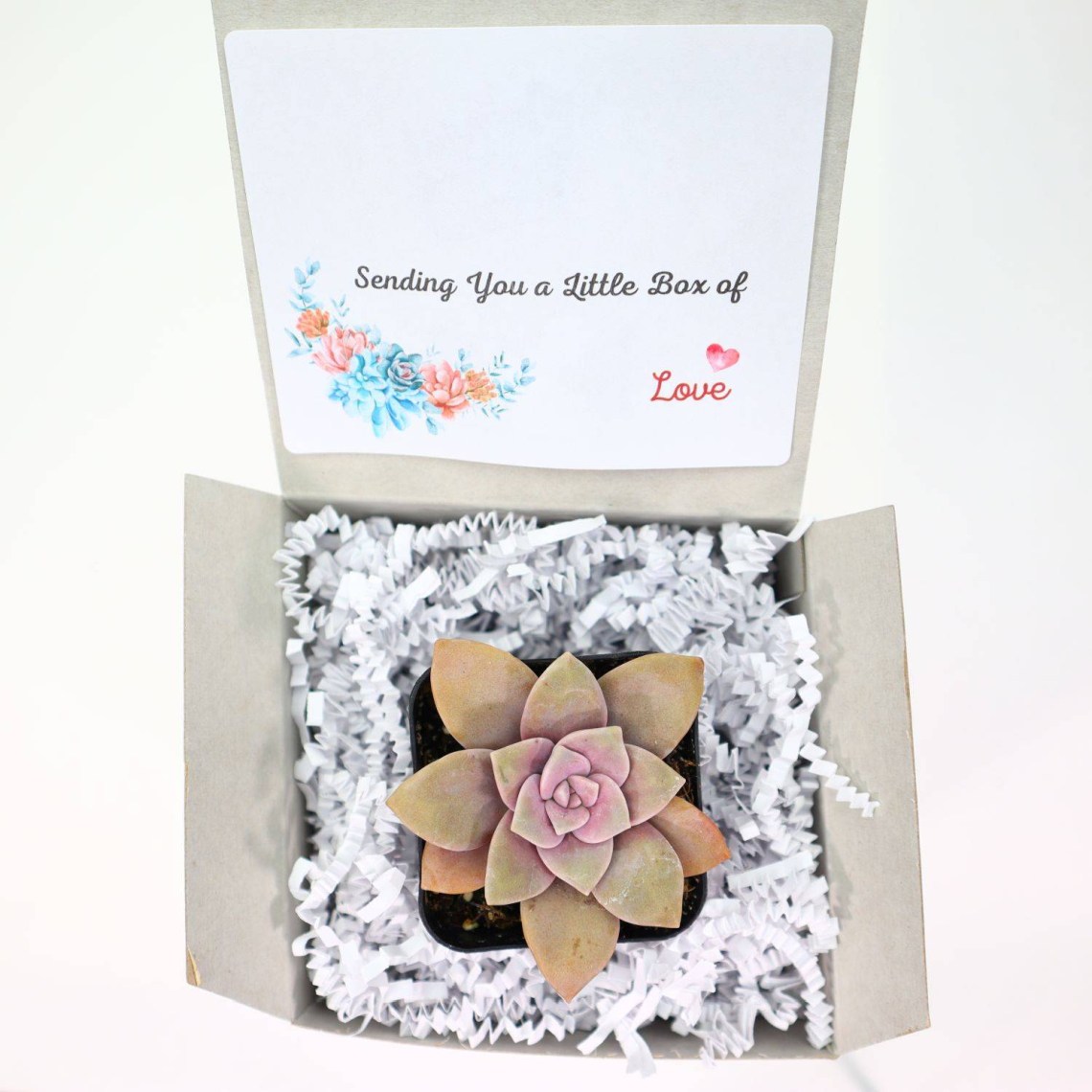 Sending You a Little Box of Love | Assorted Succulents | Wedding | Baby Shower Succulent Favor | Gifts | Self Care | Luxury | Corporate | Unique | Birthday | Party Favor | Succulent Gift