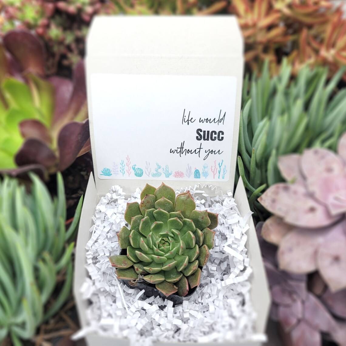 Life Would Succ Without You | Assorted Succulents | Wedding | Baby Shower Succulent Favor | Gifts | Self Care | Luxury | Corporate | Unique | Birthday | Party Favor | Succulent Gift