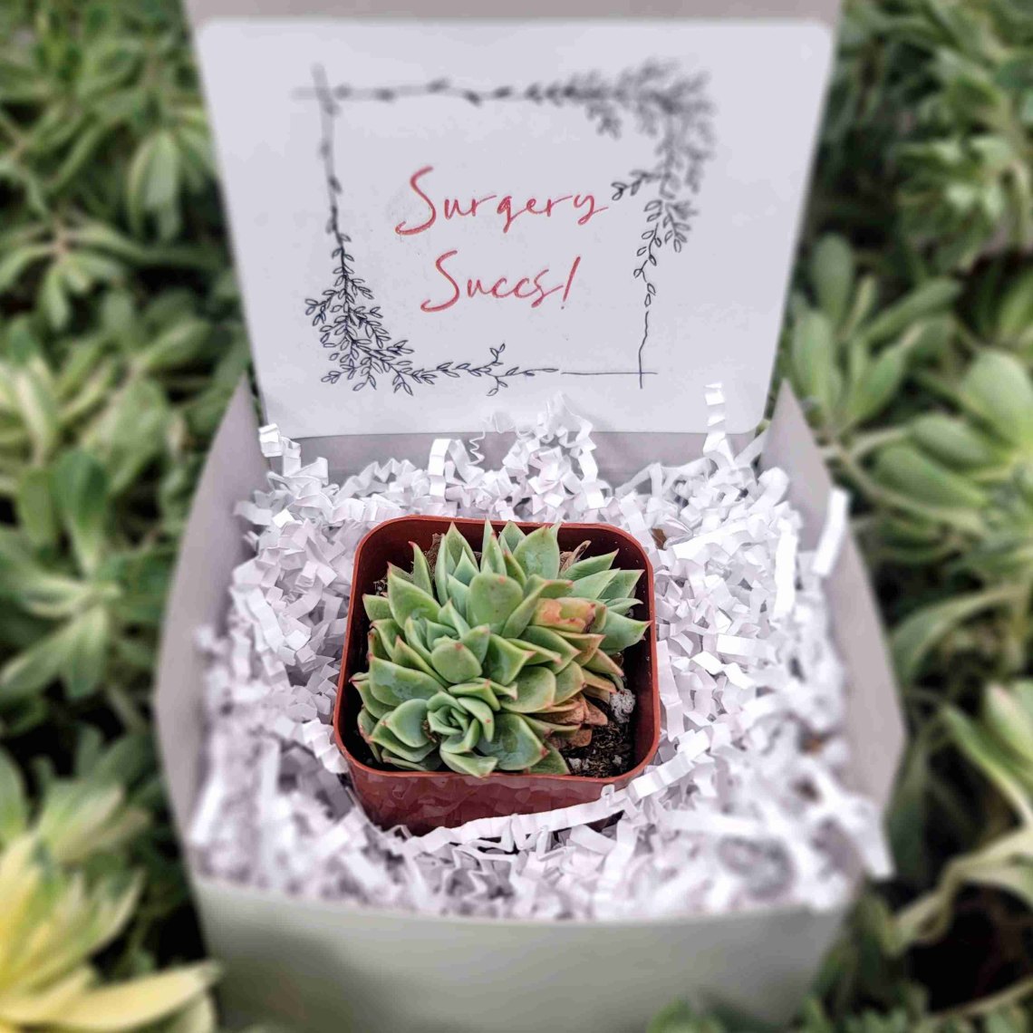 Surgery Succs! | Assorted Succulents | Wedding | Baby Shower Succulent Favor | Gifts | Self Care | Luxury | Corporate | Unique | Birthday | Party Favor | Succulent Gift