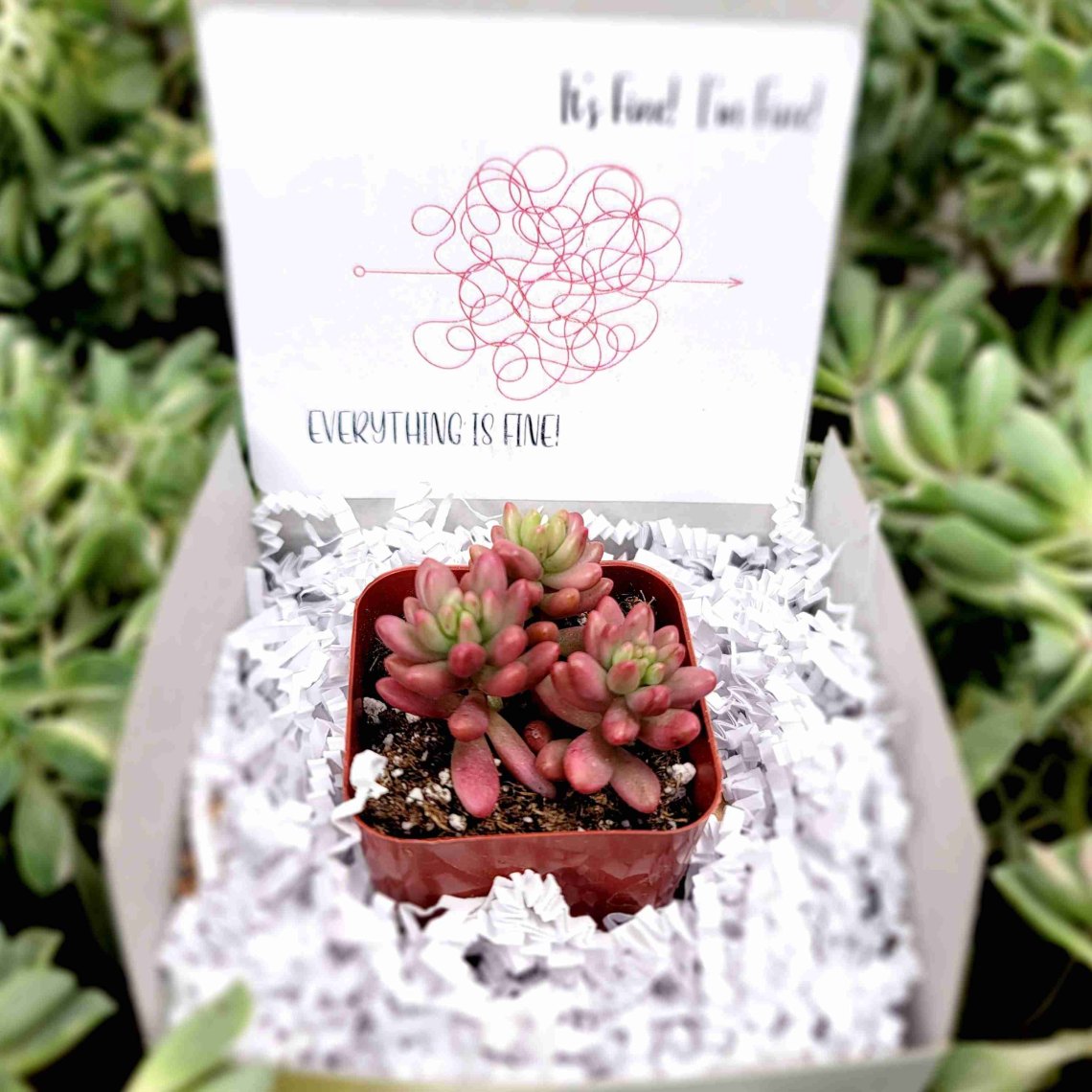 It's Fine! I'm Fine! Everything is fine! | Assorted Succulents | Wedding | Baby Shower Succulent Favor | Gifts | Self Care | Luxury | Corporate | Unique | Birthday | Party Favor | Succulent Gift