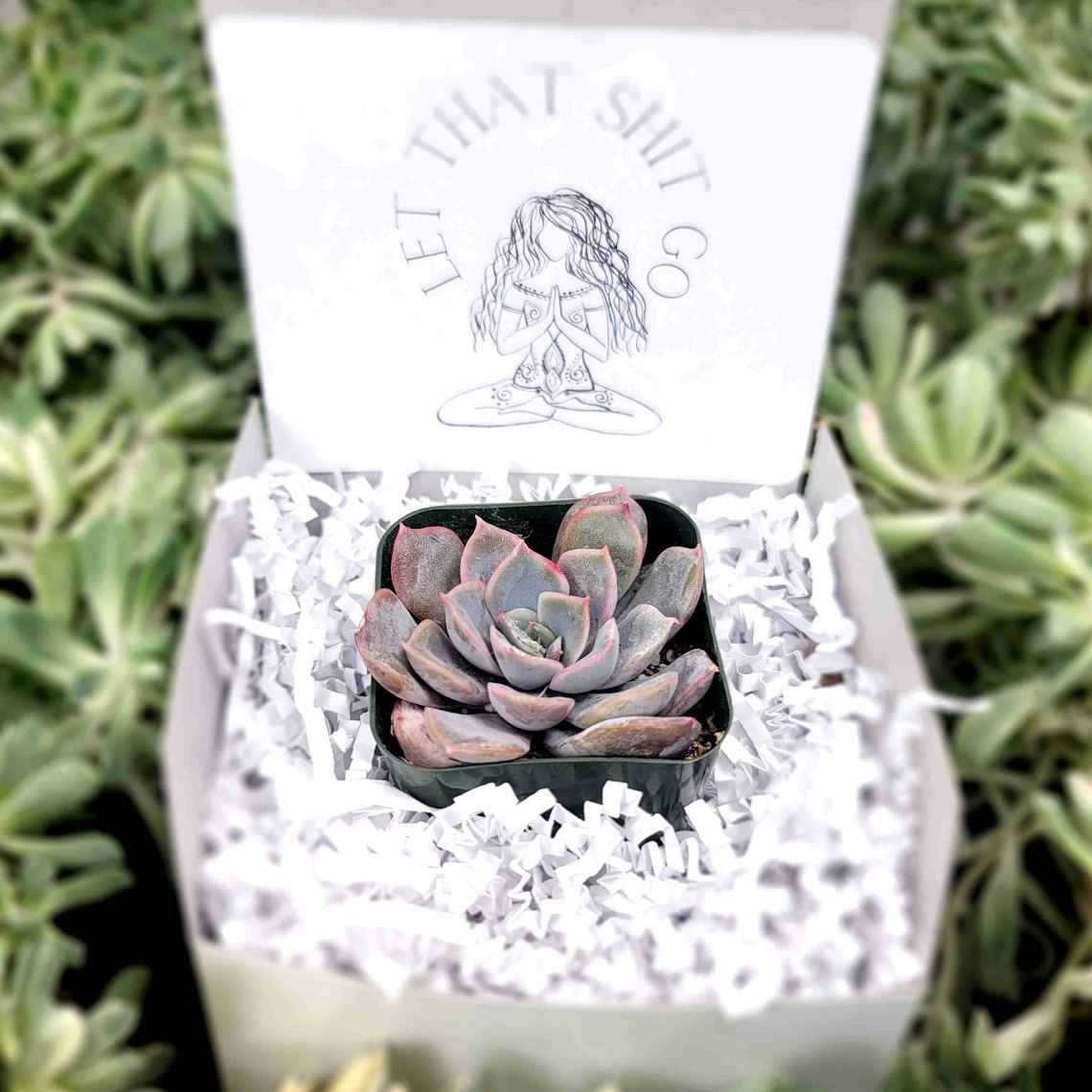 Let That Shit Go | Wedding | Baby Shower Succulent Favor | Gifts | Self Care | Luxury | Corporate | Unique | Birthday | Party Favor | Succulent Gift