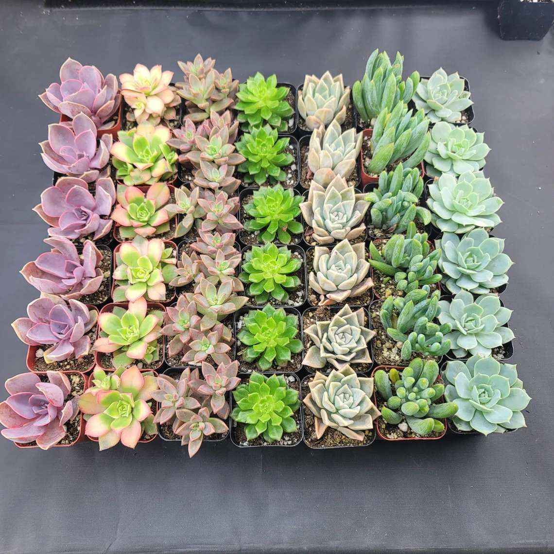 2" - 42 Pack - Assorted Succulent Favors Collection - Wedding, Party Favors, Bridal Shower, Baby Shower, Arrangements - Image 2