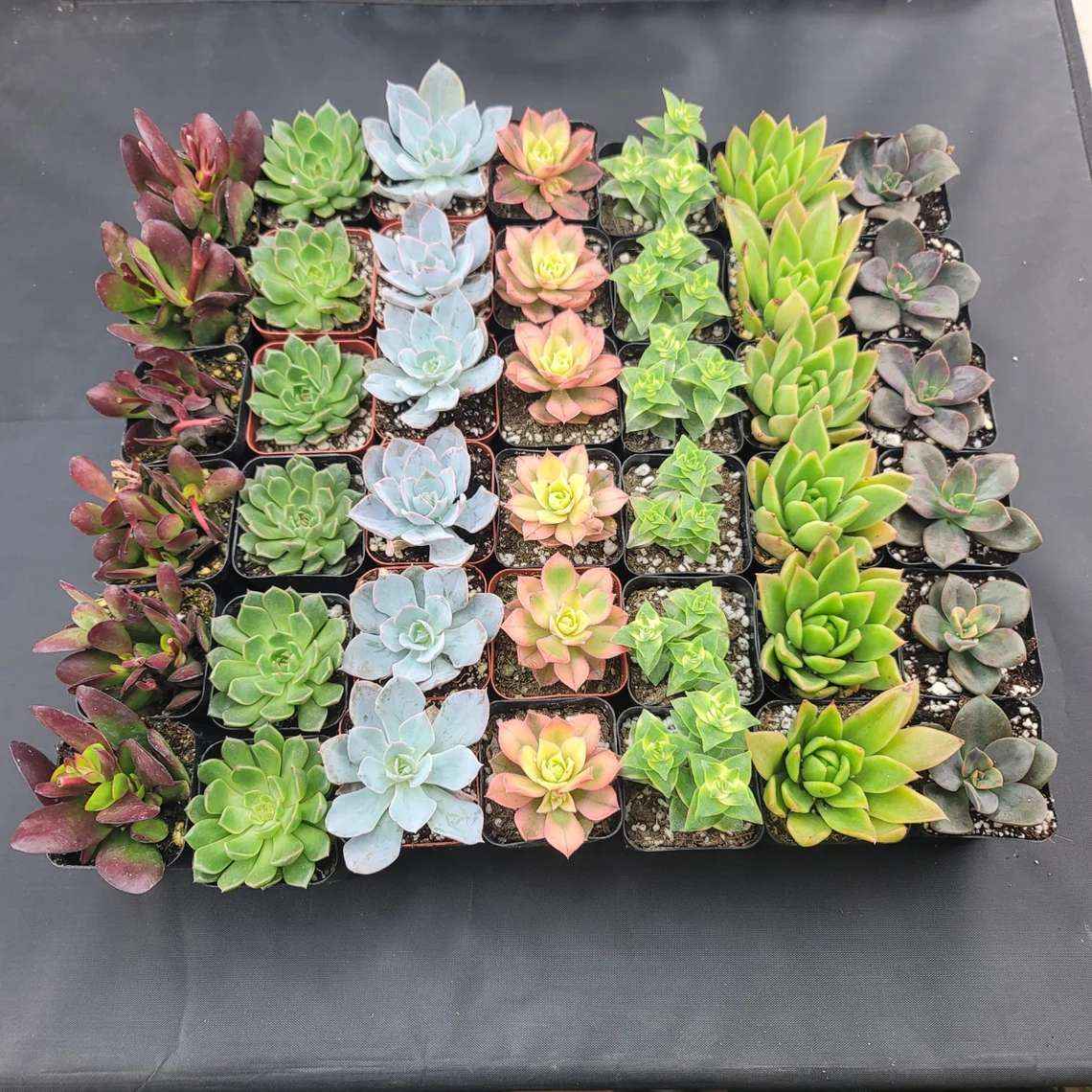 2" - 42 Pack - Assorted Succulent Favors Collection - Wedding, Party Favors, Bridal Shower, Baby Shower, Arrangements - Image 3